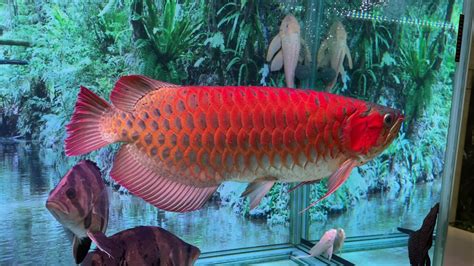 紅龍飼養|紅龍魚:紅龍魚簡介,外形特徵,生活習性,雌雄分辨,繁殖。